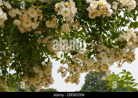 Blassgelbe Rüschenrosenblüten von Rosa Goldfinch im britischen Garten Juni Stockfoto