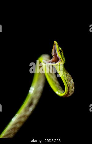 Vine Snake, Mashpi Lodge, Reserva Mashpi Amagusa, Pichincha, Ecuador, Südamerika Stockfoto