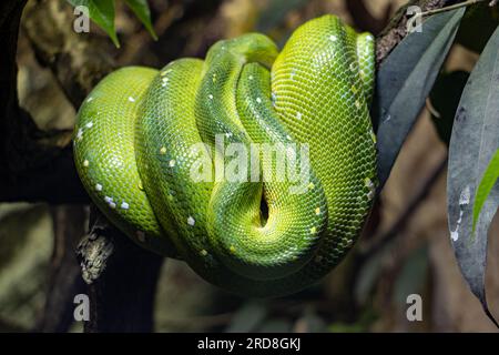 Die grüne Baumpython - morelia viridis ist auf einem Ast gewickelt Stockfoto