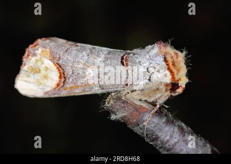 Buff-Spitze (Phalera bucephala) ist eine Motte, die in Europa und einem Teil Asiens beheimatet ist. Stockfoto