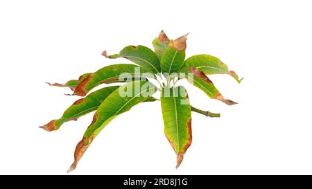 Seitenansicht grünes Blatt und trockenes Blatt eines Mangobaums auf weißem Hintergrund, tropische Mangoblätter frisch und trocken. Stockfoto