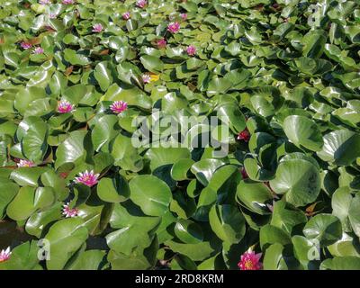 Rosa Wasserlilien im See Stockfoto