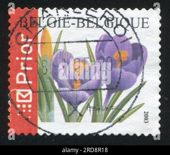 BELGIEN - CA. 2003: Briefmarke gedruckt von Belgien, zeigt Blumenkrokusse, ca. 2003 Jahre alt Stockfoto