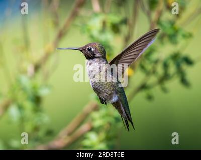 Ein erwachsener männlicher Kolibri mit schwarzem Kinn, Arcgilochus alexandri, in Madera Canyon, Süd-Arizona. Stockfoto