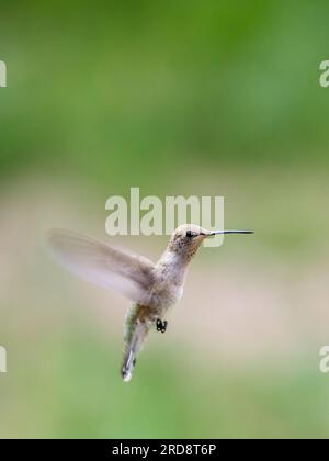 Ein erwachsener weiblicher Kolibri mit schwarzem Kinn, Arcgilochus alexandri, in Madera Canyon, Süd-Arizona. Stockfoto