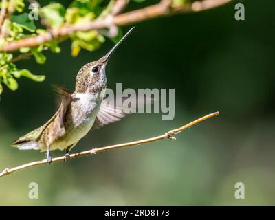 Ein erwachsener weiblicher Kolibri mit schwarzem Kinn, Arcgilochus alexandri, in Madera Canyon, Süd-Arizona. Stockfoto