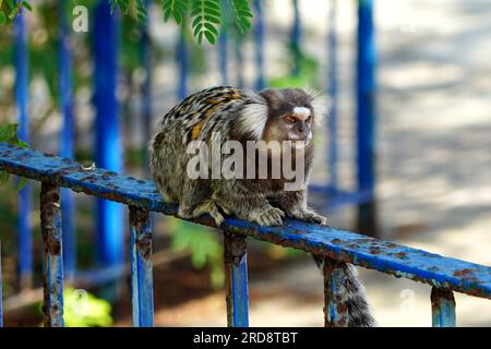 Wied's Murmeltier (Sagui-de-wied) im Park Rio de Janeiro, Brasilien Stockfoto