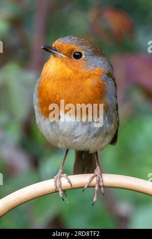 European Robin, Geffrye Museum of the Home, London, Großbritannien Stockfoto