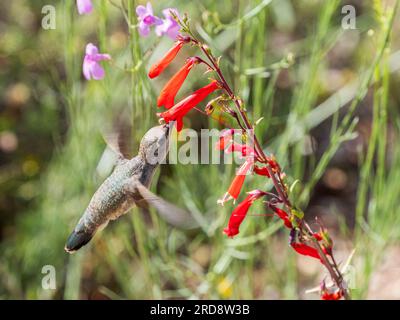 Eine Erwachsene weibliche Kolibri von Costa, Calypte Costae, füttert im Madera Canyon, Süd-Arizona. Stockfoto