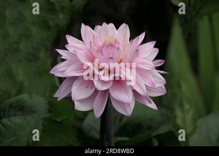 Nahaufnahme des Gartens, blühend Dahlia Melody Harmony. Stockfoto