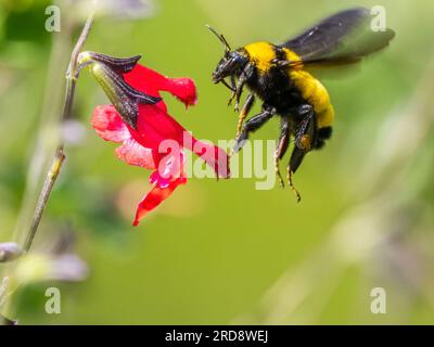 Eine ausgewachsene Sonoran-Hummelbiene, Bombus sonorus, die eine Blume im Madera Canyon, Süd-Arizona, bestäubt. Stockfoto