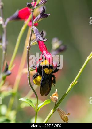 Eine ausgewachsene Sonoran-Hummelbiene, Bombus sonorus, die eine Blume im Madera Canyon, Süd-Arizona, bestäubt. Stockfoto