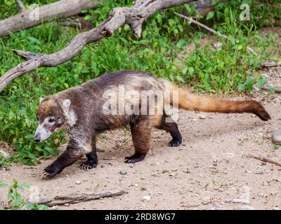 Ein erwachsener weißer Nasua Narica in der Santa Rita Lodge in Madera Canyon, Süd-Arizona. Stockfoto