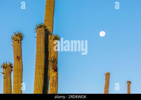 Saguaro cactus, Carnegiea gigantea, fotografiert unter einem schwindenden Mond im Süßwasserreservat, Tucson, Arizona. Stockfoto