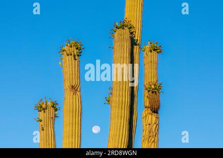 Saguaro cactus, Carnegiea gigantea, fotografiert unter einem schwindenden Mond im Süßwasserreservat, Tucson, Arizona. Stockfoto