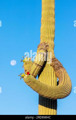 Saguaro cactus, Carnegiea gigantea, fotografiert unter einem schwindenden Mond im Süßwasserreservat, Tucson, Arizona. Stockfoto