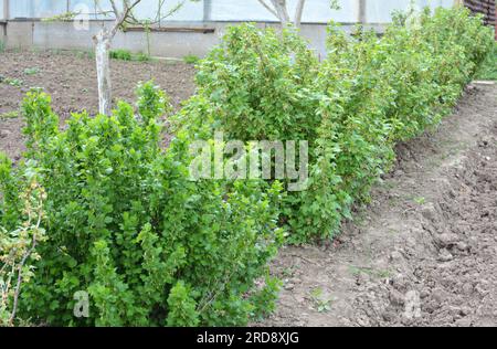 Im Frühling wachsen Beerenbüsche im Obstgarten Stockfoto