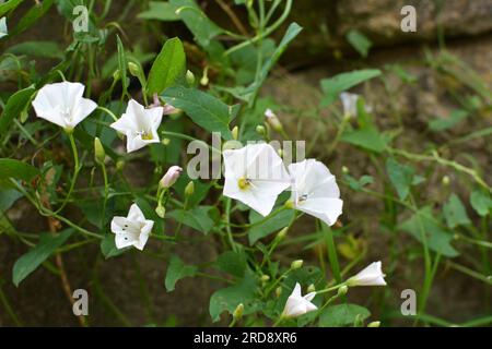Convolvulus arvensis wächst und blüht auf dem Feld Stockfoto