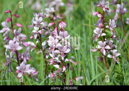 In der Wildnis blüht sie selten, Red Book, medizinische und Zierpflanze Dictamnus albus Stockfoto