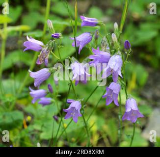 Die Blüten (Campanula sibirica) blühen im Sommer unter wilden Gräsern Stockfoto