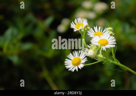 Gänseblümchen im Gras. Kleine Kamille auf tiefgrünem Hintergrund. Sommer Natur im Detail. Weiße Blumen auf der Wiese. Idyllischer Gartenhintergrund. Stockfoto