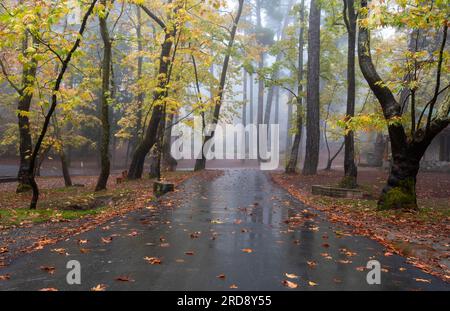 Leere Straße im Herbst mit Bäumen und Blättern auf dem Boden nach Regen. Die ruhige Herbstlandschaft im Wald. Stockfoto