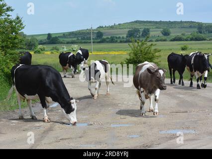In einer Dorfstraße kehren Rinder von einem privaten Bauernhof vom Weiden nach Hause zurück. Stockfoto
