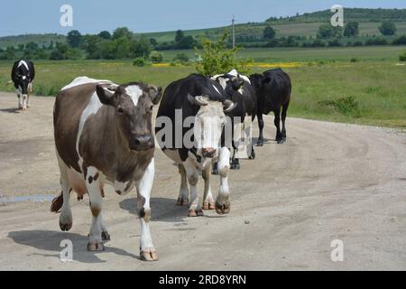 In einer Dorfstraße kehren Rinder von einem privaten Bauernhof vom Weiden nach Hause zurück. Stockfoto