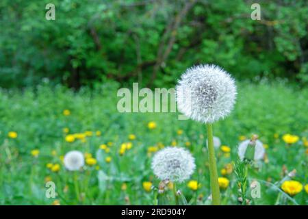 Weißer, flauschiger Dandelion auf einer Wiese mit grünem Gras und gelbem Dandelion. Stockfoto