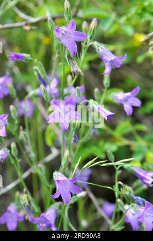 Die Blüten (Campanula sibirica) blühen im Sommer unter wilden Gräsern Stockfoto