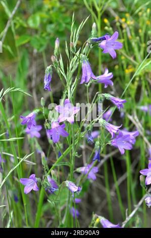 Die Blüten (Campanula sibirica) blühen im Sommer unter wilden Gräsern Stockfoto