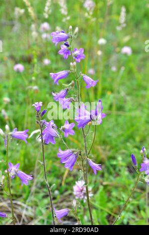 Die Blüten (Campanula sibirica) blühen im Sommer unter wilden Gräsern Stockfoto