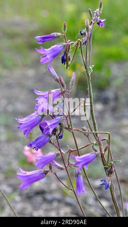 Die Blüten (Campanula sibirica) blühen im Sommer unter wilden Gräsern Stockfoto