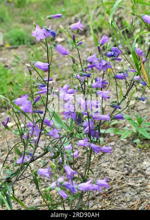 Die Blüten (Campanula sibirica) blühen im Sommer unter wilden Gräsern Stockfoto