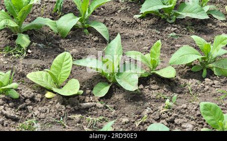 Grüne Blätter und ein Tabakstamm, der auf einer Plantage wächst Stockfoto