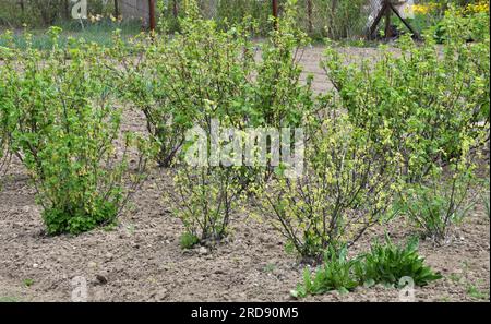 Im Frühling wachsen Beerenbüsche im Obstgarten Stockfoto