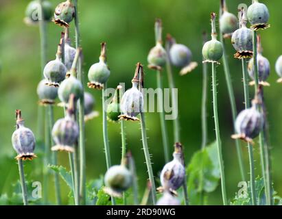 In einem vernachlässigten Bereich des Gartens unreife Mohnköpfe, aus denen Süchtige Opium extrahierten Stockfoto