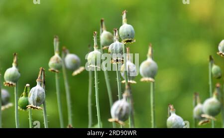 In einem vernachlässigten Bereich des Gartens unreife Mohnköpfe, aus denen Süchtige Opium extrahierten Stockfoto