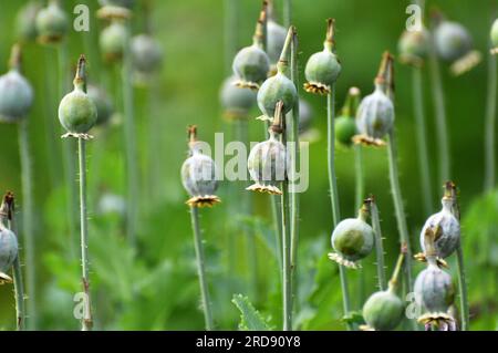 In einem vernachlässigten Bereich des Gartens unreife Mohnköpfe, aus denen Süchtige Opium extrahierten Stockfoto