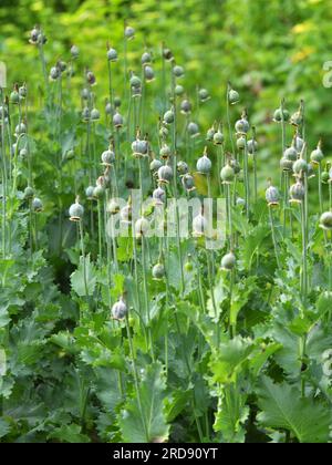 In einem vernachlässigten Bereich des Gartens unreife Mohnköpfe, aus denen Süchtige Opium extrahierten Stockfoto