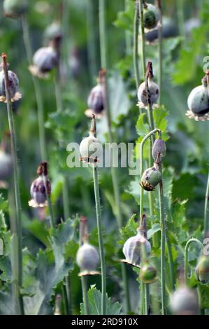 In einem vernachlässigten Bereich des Gartens unreife Mohnköpfe, aus denen Süchtige Opium extrahierten Stockfoto