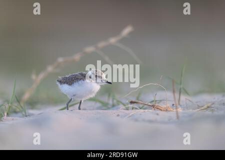 Wader oder Küstenvögel, kentish-Taucher-Tussi am Strand. Stockfoto