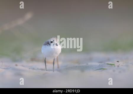 Wader oder Küstenvögel, kentish-Taucher-Tussi am Strand. Stockfoto