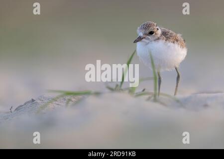 Wader oder Küstenvögel, kentish-Taucher-Tussi am Strand. Stockfoto