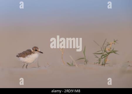 Wader oder Küstenvögel, kentish-Taucher-Tussi am Strand. Stockfoto