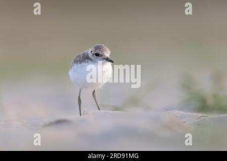 Wader oder Küstenvögel, kentish-Taucher-Tussi am Strand. Stockfoto