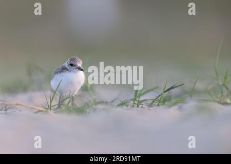 Wader oder Küstenvögel, kentish-Taucher-Tussi am Strand. Stockfoto