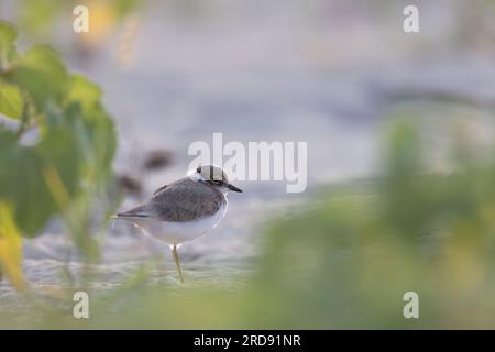 Wader oder Küstenvögel, kleine, ringförmige Stripperin am Strand. Stockfoto