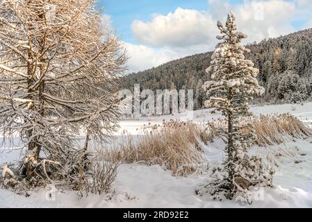 Winterlandschaft am Lej da Staz, Engadin, Graubünden, Schweiz Stockfoto