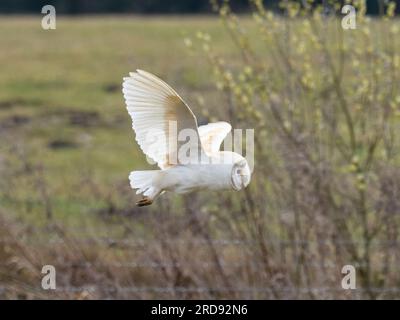 Eine Scheuneneule (Tyto alba), die im Flug über Grasland jagt. Stockfoto